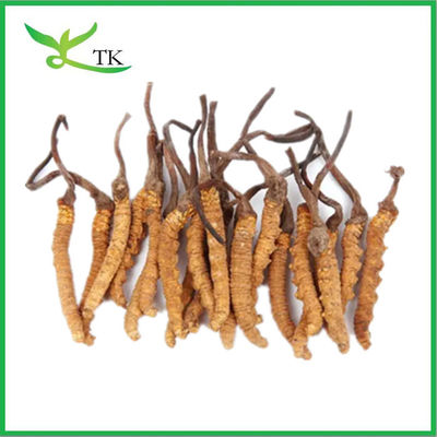 New Harvest Natural Dried Dong Chong Xia Cao Wild Cordyceps Sinensis Whole Body