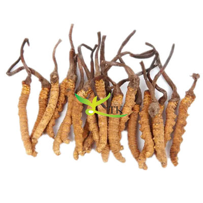 Best Price Buy 100% Natural Tibetan Cordyceps Sinensis Tibet Wild Cordyceps Sinensis Good Grade