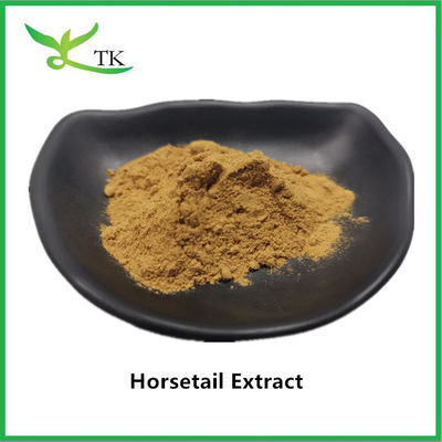 100% Natural Horsetail Extract Powder Equisetum Arvense Extract 10:1